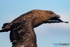 Stercorarius antarcticus