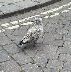 Larus argentatus