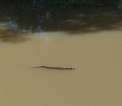 Caiman latirostris