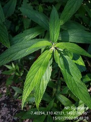 Debregeasia longifolia