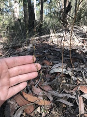 Pterostylis parviflora
