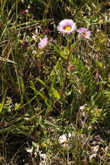 Erigeron alpinus