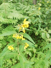 Lysimachia vulgaris