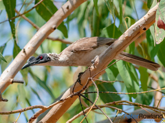 Philemon argenticeps