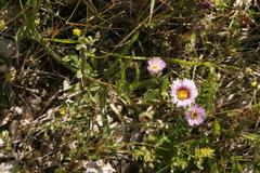 Erigeron alpinus