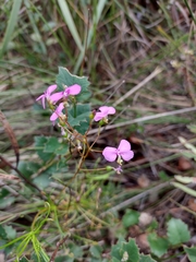 Stylidium scandens