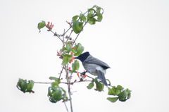 Woodfordia fruticosa