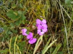 Stylidium scandens