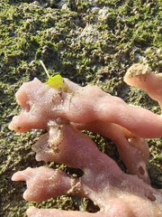 Ophiothela mirabilis