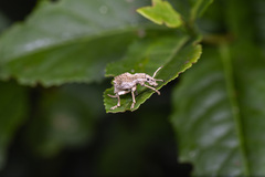 Episomus chinensis