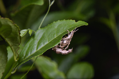 Episomus chinensis