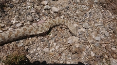 Macrovipera lebetinus