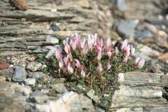 Trifolium uniflorum