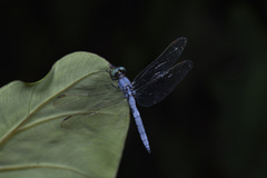Orthetrum luzonicum