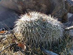 Mammillaria parkinsonii