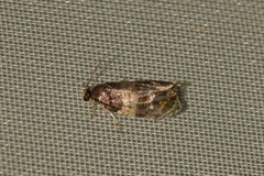 Celypha aurofasciana