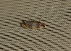 Celypha aurofasciana