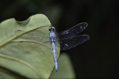Orthetrum luzonicum