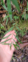 Pimelea axiflora