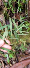 Pimelea axiflora