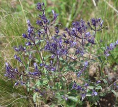 Nepeta ucranica