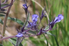 Nepeta ucranica