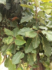 Tectona grandis