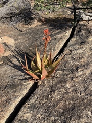 Aloe glauca