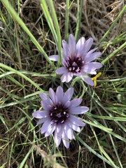 Pseudopodospermum papposum