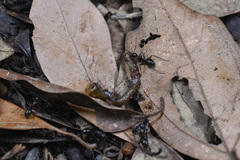 Camponotus japonicus