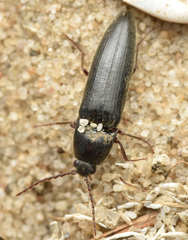 Melanotus castanipes