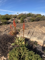 Aloe glauca