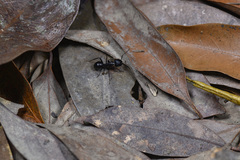 Camponotus japonicus