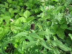 Plebejus subsolanus