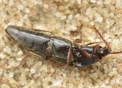 Melanotus castanipes