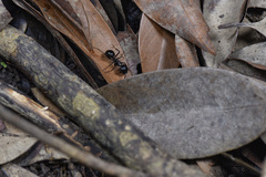 Camponotus japonicus
