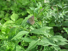 Plebejus subsolanus