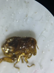 Pulex irritans