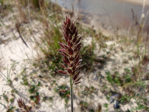Image of Koeleria asiatica by no rights reserved