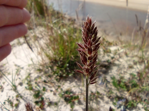 Image of Koeleria asiatica by no rights reserved