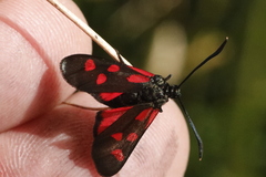 Zygaena angelicae