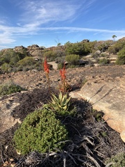 Aloe glauca
