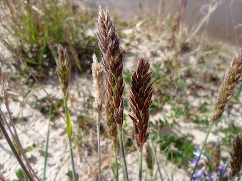 Image of Koeleria asiatica by no rights reserved