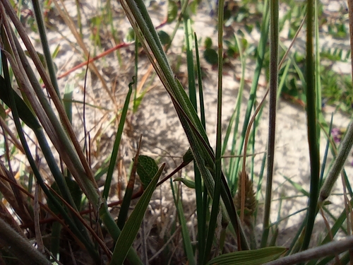 Image of Oriental Junegrass (Koeleria asiatica) by no rights reserved