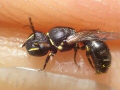 Hylaeus kahri