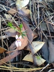 Stylidium repens