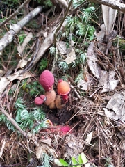 Balanophora yakushimensis