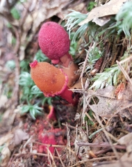 Balanophora yakushimensis