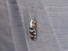 Argyresthia brockeella