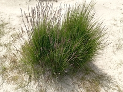 Festuca richardsonii